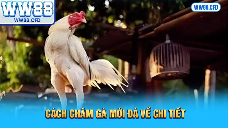 Cách chăm gà mới đá về chi tiết