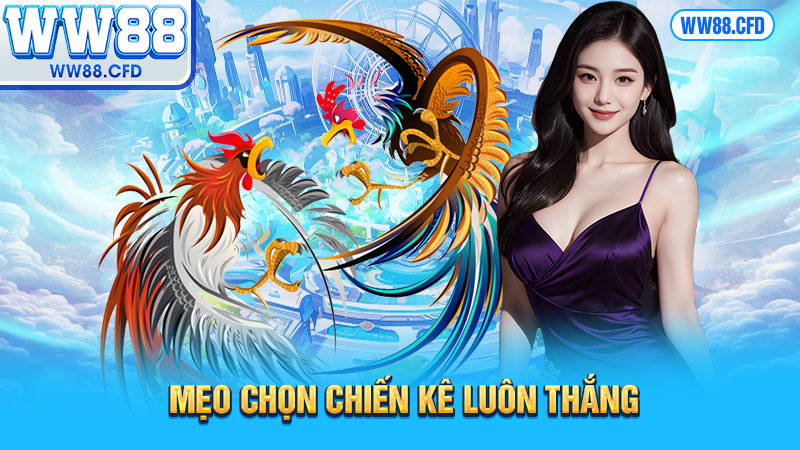 Mẹo chọn chiến kê luôn thắng