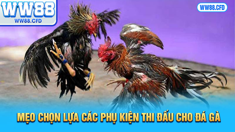 Mẹo chọn lựa các phụ kiện thi đấu cho đá gà