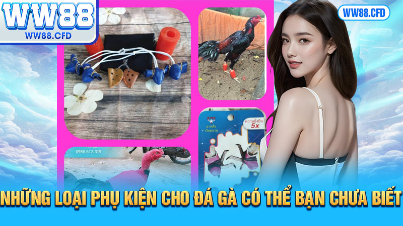 Những loại phụ kiện cho đá gà có thể bạn chưa biết