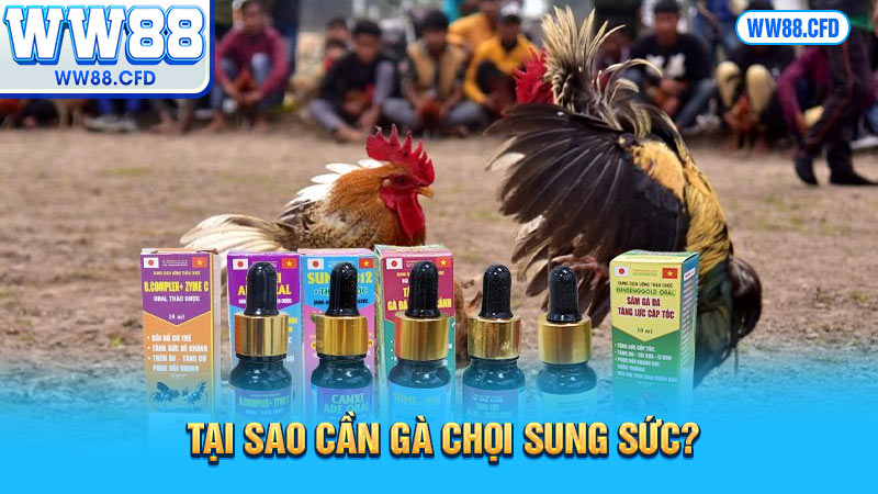 Tại sao cần gà chọi sung sức?