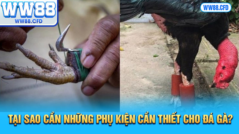 Tại sao cần những phụ kiện cần thiết cho đá gà?