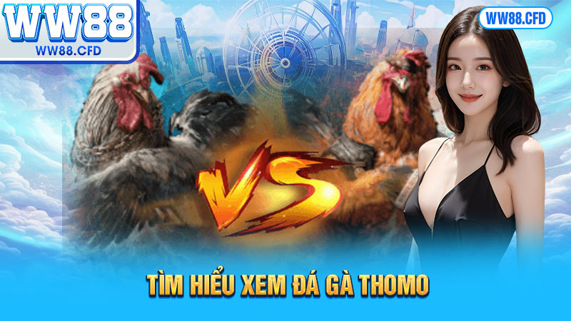 Tìm hiểu xem đá gà Thomo